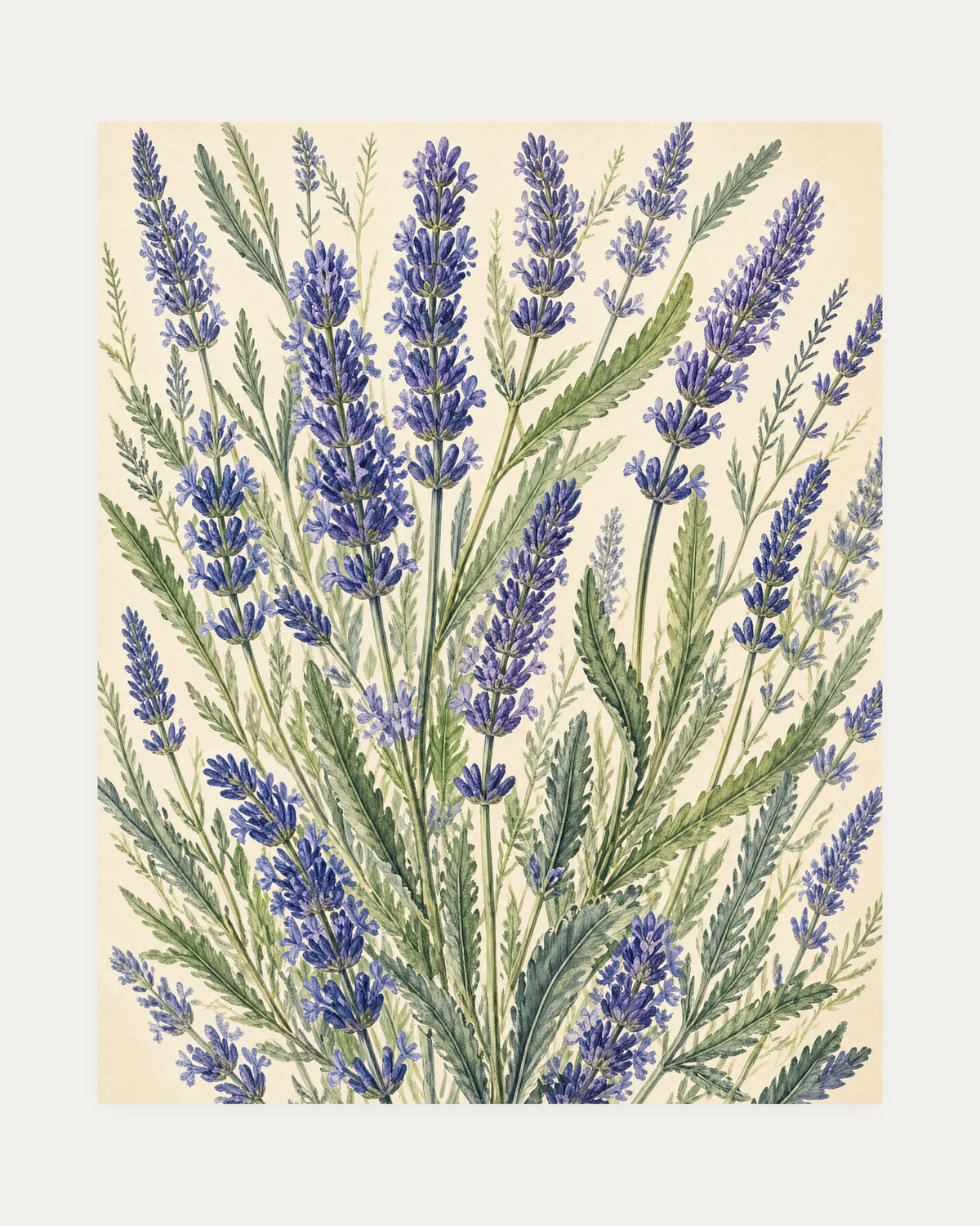 Garden Fan lavender spike botanical wall art with upright purple stems, sage leaves, and cream ground