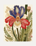Morning Iris, iris botanical print with red and cobalt iris petals, pale green fern sprays, cream open paper