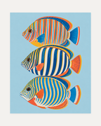 Reef Trio unframed blue fish wall art print showing three striped blue and orange reef fish