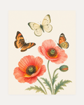Poppy Visitors unframed poppy butterfly print showing coral poppies and butterflies on cream
