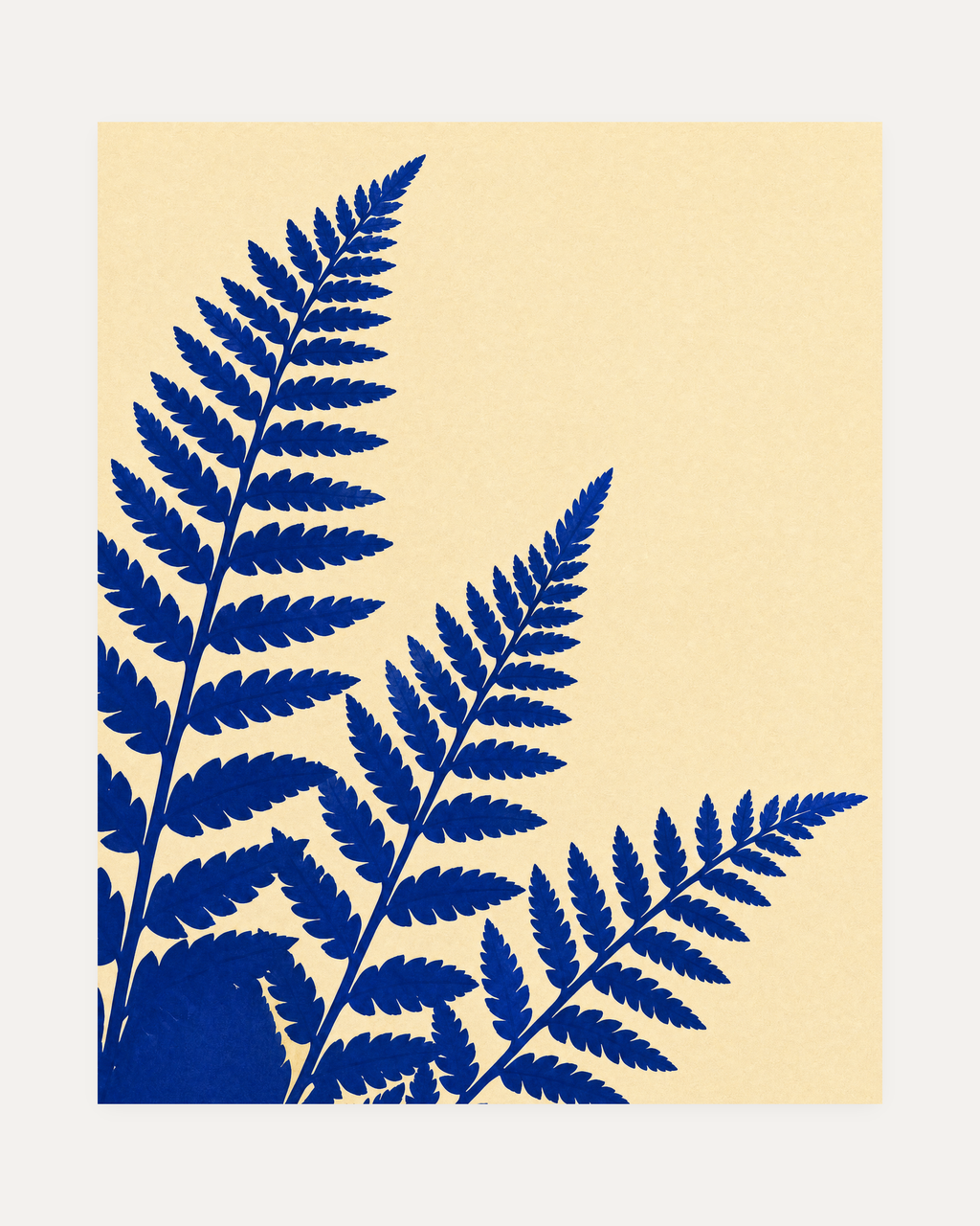 Three Fern Cuts Cobalt unframed fern prints print showing cobalt ferns, cream field