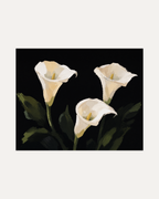 Night Callas cream calla lily wall art, three cream callas on black with muted green leaves in landscape layout