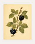 Bramble Season unframed blackberry print showing blackberries on a thorny cane with green leaves