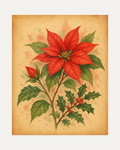Winter Poinsettia unframed red poinsettia print showing a red poinsettia and holly