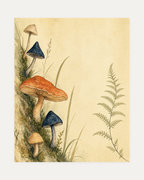 Four Fungi Walk unframed mushroom botanical print showing terracotta cap, navy fungi, fern