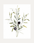 Three Olive Sprigs Two Figs unframed olive branch watercolor wall art print showing watercolor olive branches with two dark olives on white
