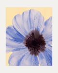 One Poppy Dark Eye unframed blue poppy wall art print showing oversized blue poppy with a dark burgundy center on cream
