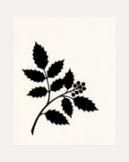 Black Leaf Sprig unframed black leaf wall art print showing leaf, branch, and berries in black and white