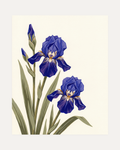 Blue Folk Stem unframed blue iris wall art print showing flowers, buds, and leaves in blue, green, and white