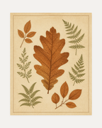 Oak Keeper unframed vintage fern prints print showing an oak leaf and ferns