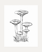 Mushroom Patch unframed mushroom poster print showing five hatched ink mushrooms rising from grass on white paper