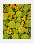 Nasturtium Hour, green nasturtium pad wall art, round green leaves, orange yellow flowers, black ground