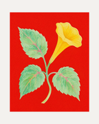 Butter Trumpet, butter trumpet bloom wall art, yellow trumpet flower, green leaves, red portrait ground