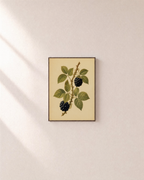 Bramble Season blackberry print: unframed print is shown framed for styling on a plain wall; frame not included