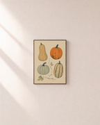 Squash Sweep squash specimen wall art: unframed print is shown framed for styling on a plain wall; frame not included
