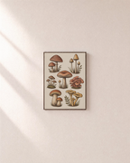 Mushroom Study botanical mushroom prints: unframed print is shown framed for styling on a plain wall; frame not included